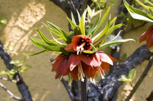 nature flower plant