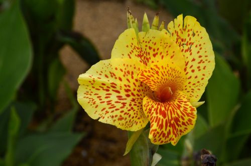 nature plant flower