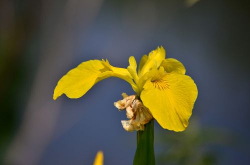 nature plant