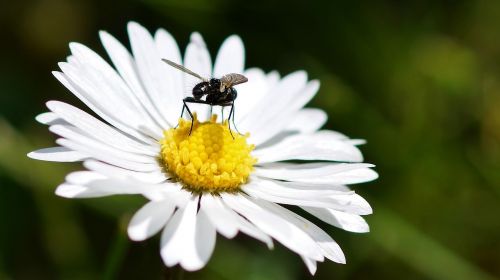 nature insect plant