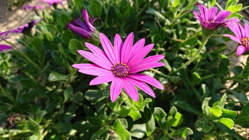 nature summer flower