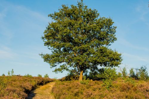 nature landscape wood