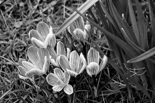 nature plant flower