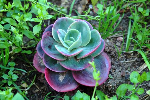 nature plant garden