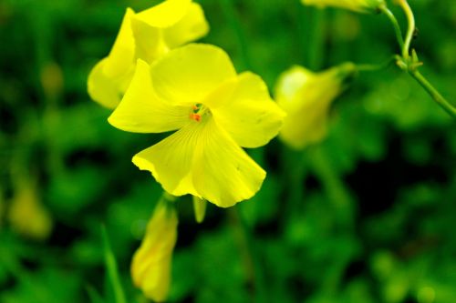 nature flower plant