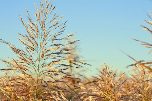 nature summer plant