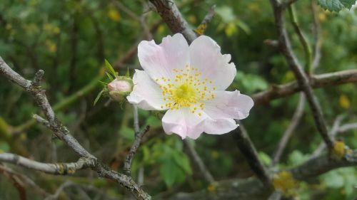 nature flower plant