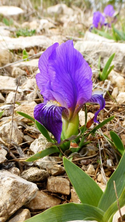 nature plant flower