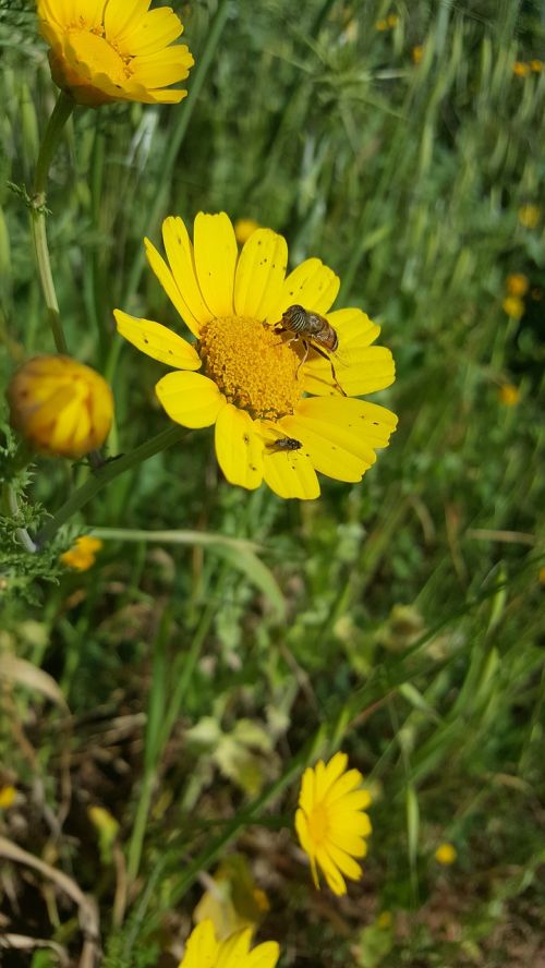 nature summer flora