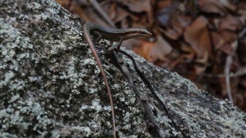 nature animal world lizard