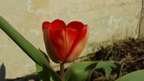 nature flower flora