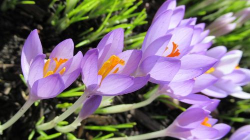 nature flower flora