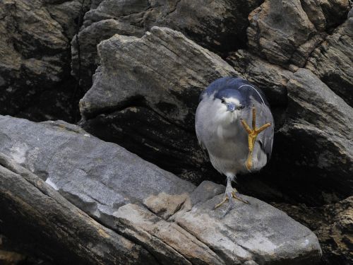 nature rock bird