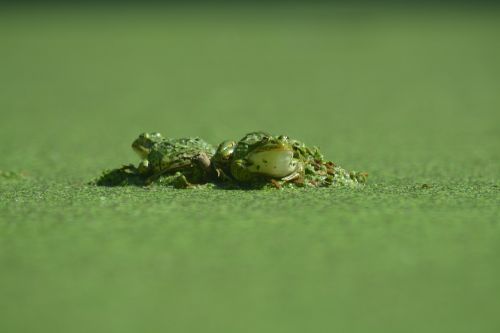 nature animal grass