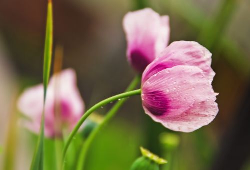 nature flower plant