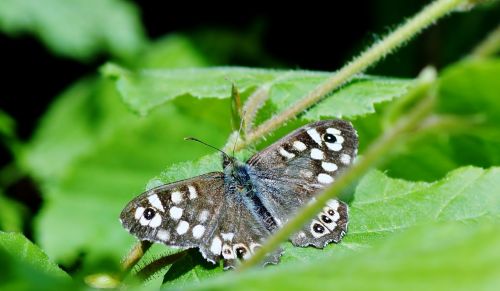 nature insect animal