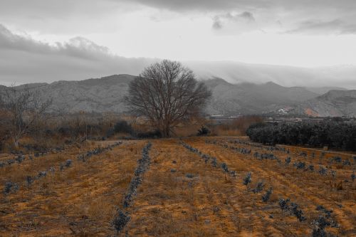 nature landscape panoramic