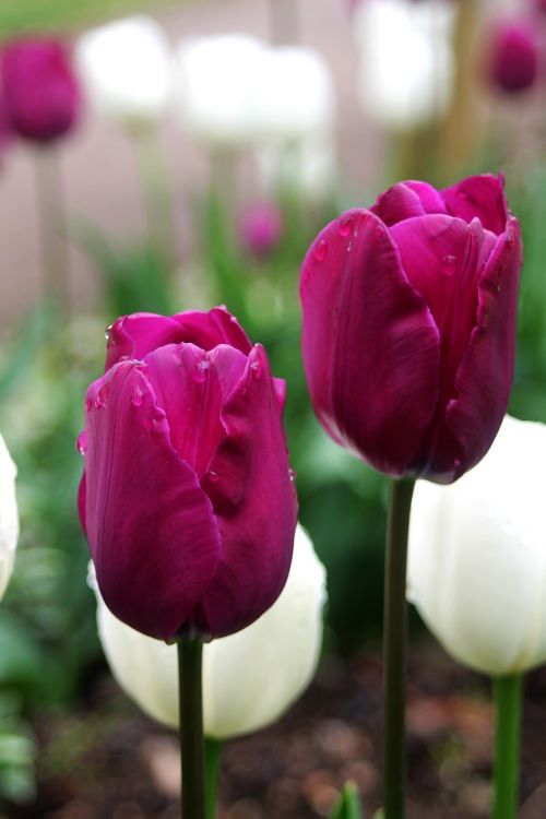nature tulip flower