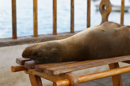 nature sea lion robbe