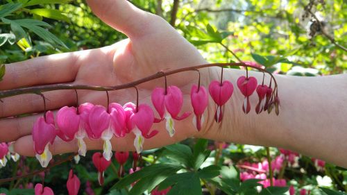 nature garden flower