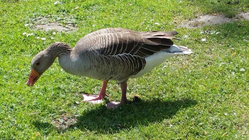 nature bird animal