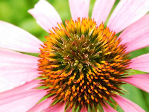 nature flower flora