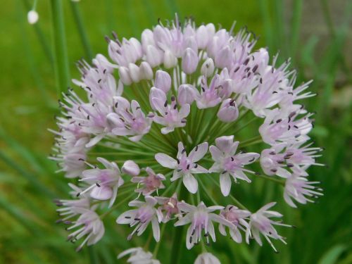 nature flora flower