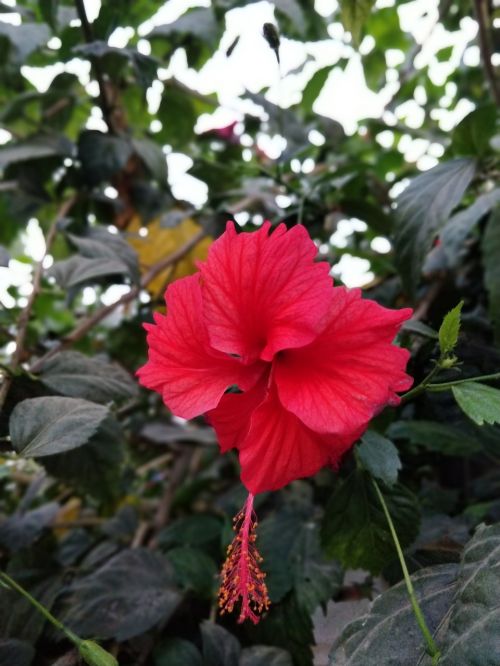 nature flora flower