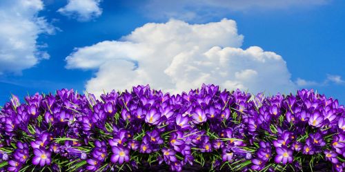 nature flower crocus