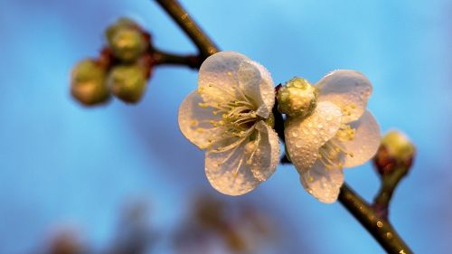 nature branch flower