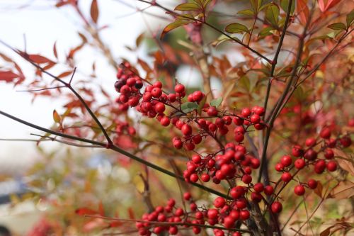 nature tree season