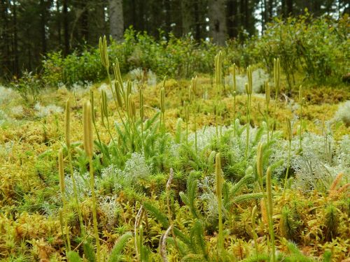 nature plant wood