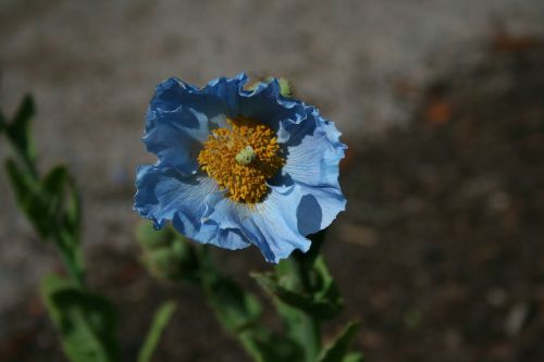 nature flower flora