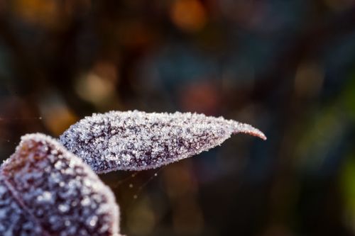 nature winter leaf