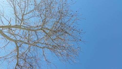 nature tree sky