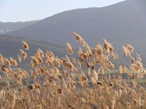 nature breeze field