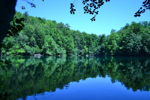 nature water tree