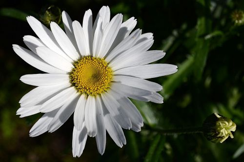 nature plant flower