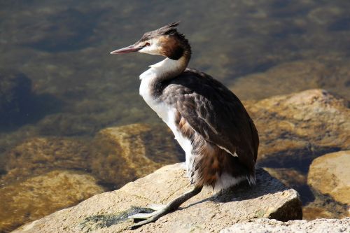 nature waters animal world