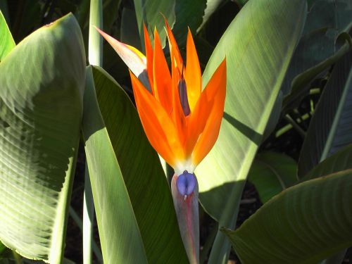 nature plant bird of paradise flower