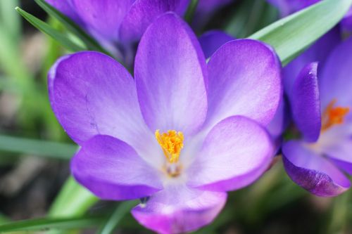 nature spring flower