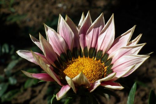 nature plant flower