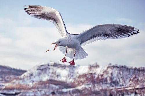 nature bird waters