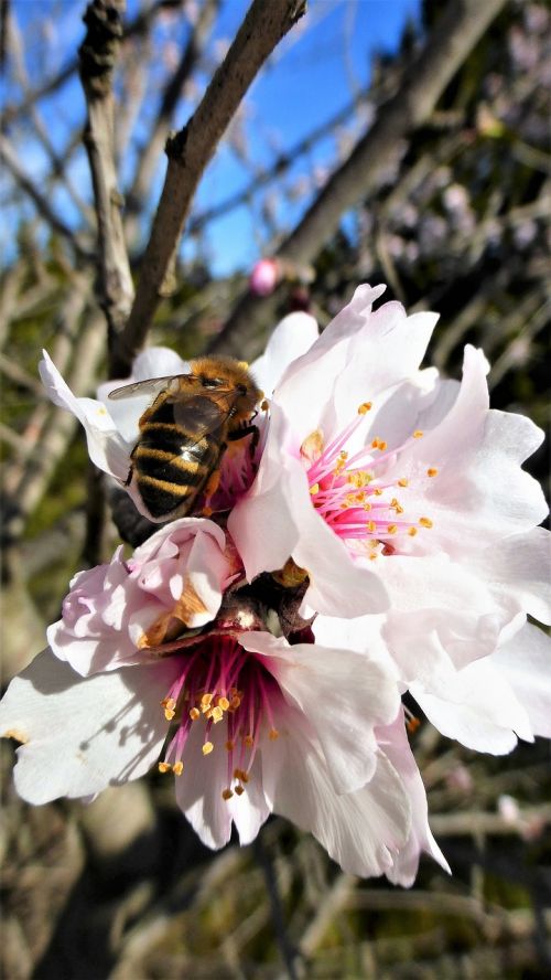 nature flower bee