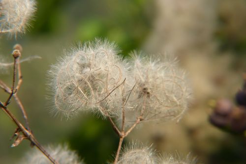 nature fluffy plant