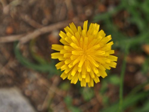 nature plant flower