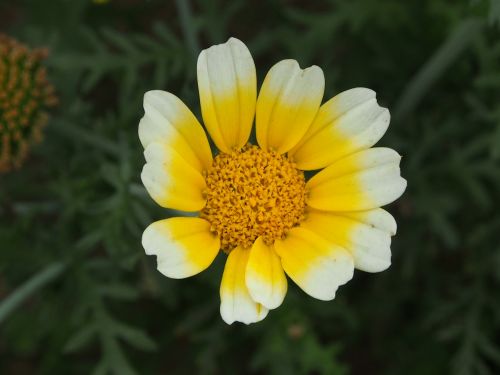 nature plant flower