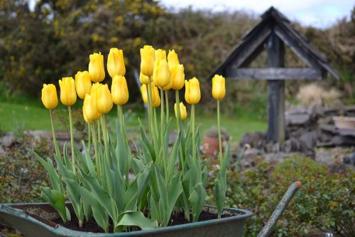 nature flower garden