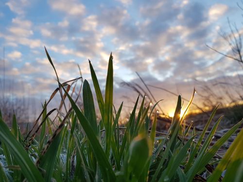 nature grass plant