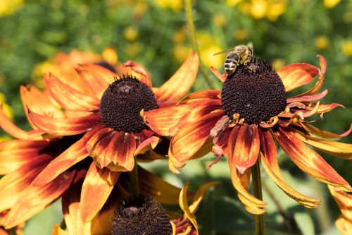 nature flower summer